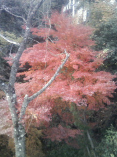 紅葉発見！！
