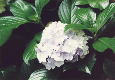 昨日の続き～あじさい～
