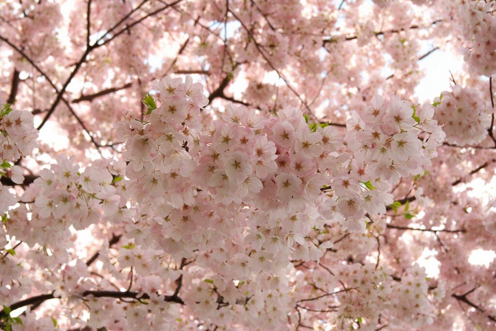 桜を育てよう～♪