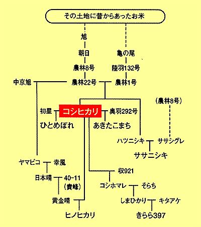 みんな大好き☆お米のお話
