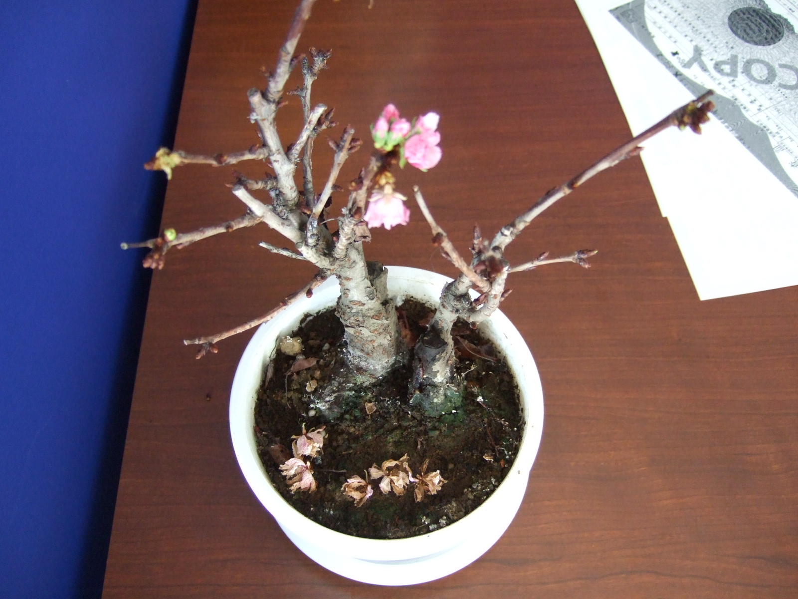 プジョー松山的“sakura”