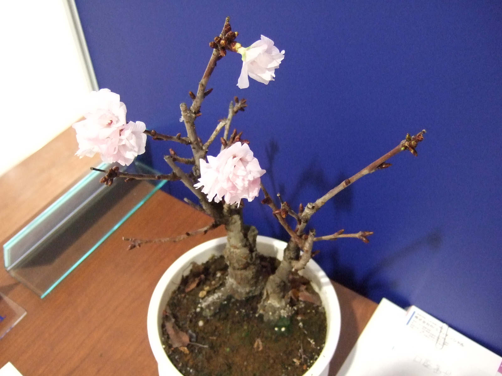 プジョー松山的“sakura”vol.2