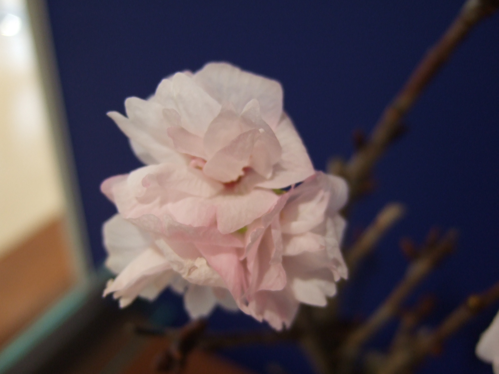 プジョー松山的“sakura”vol.2