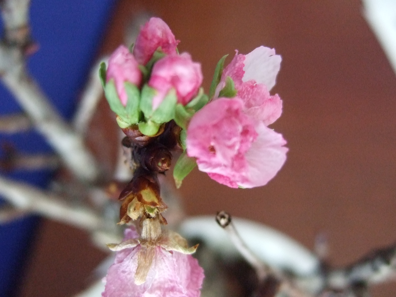 プジョー松山的“sakura”vol.2