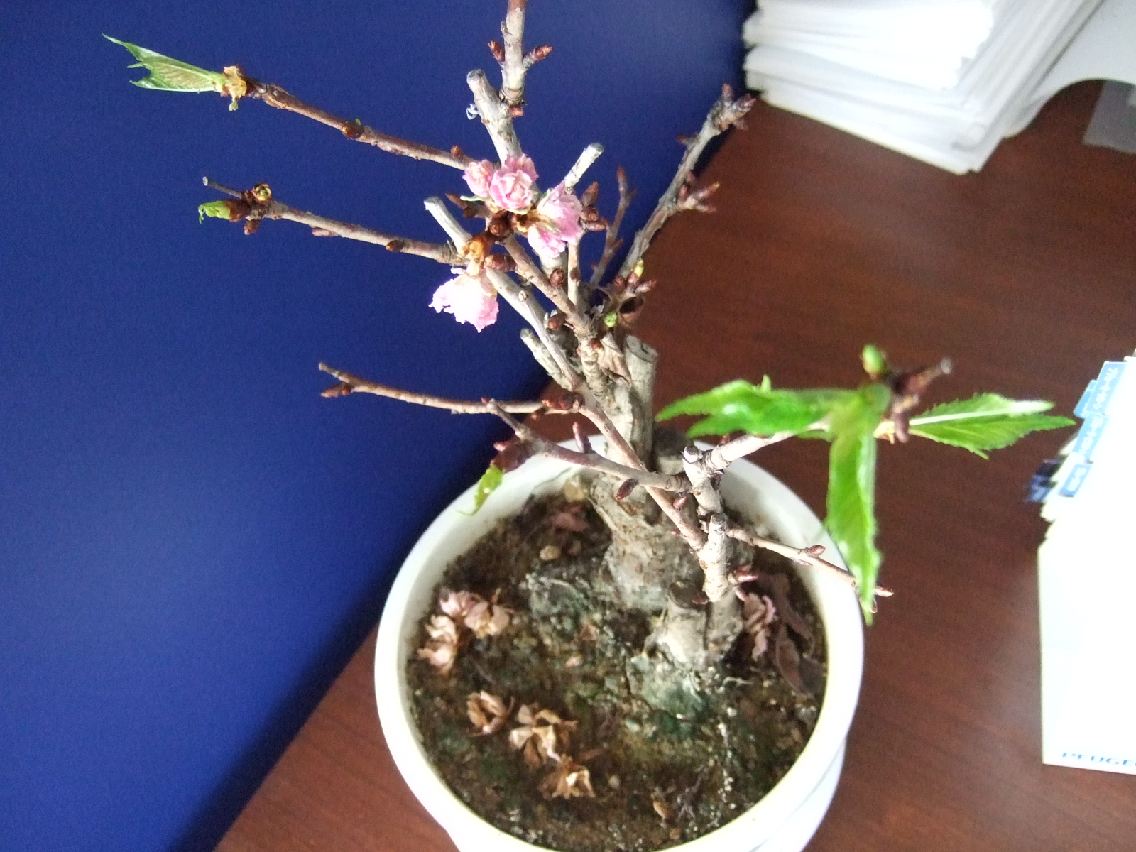 プジョー松山的“sakura”vol.2