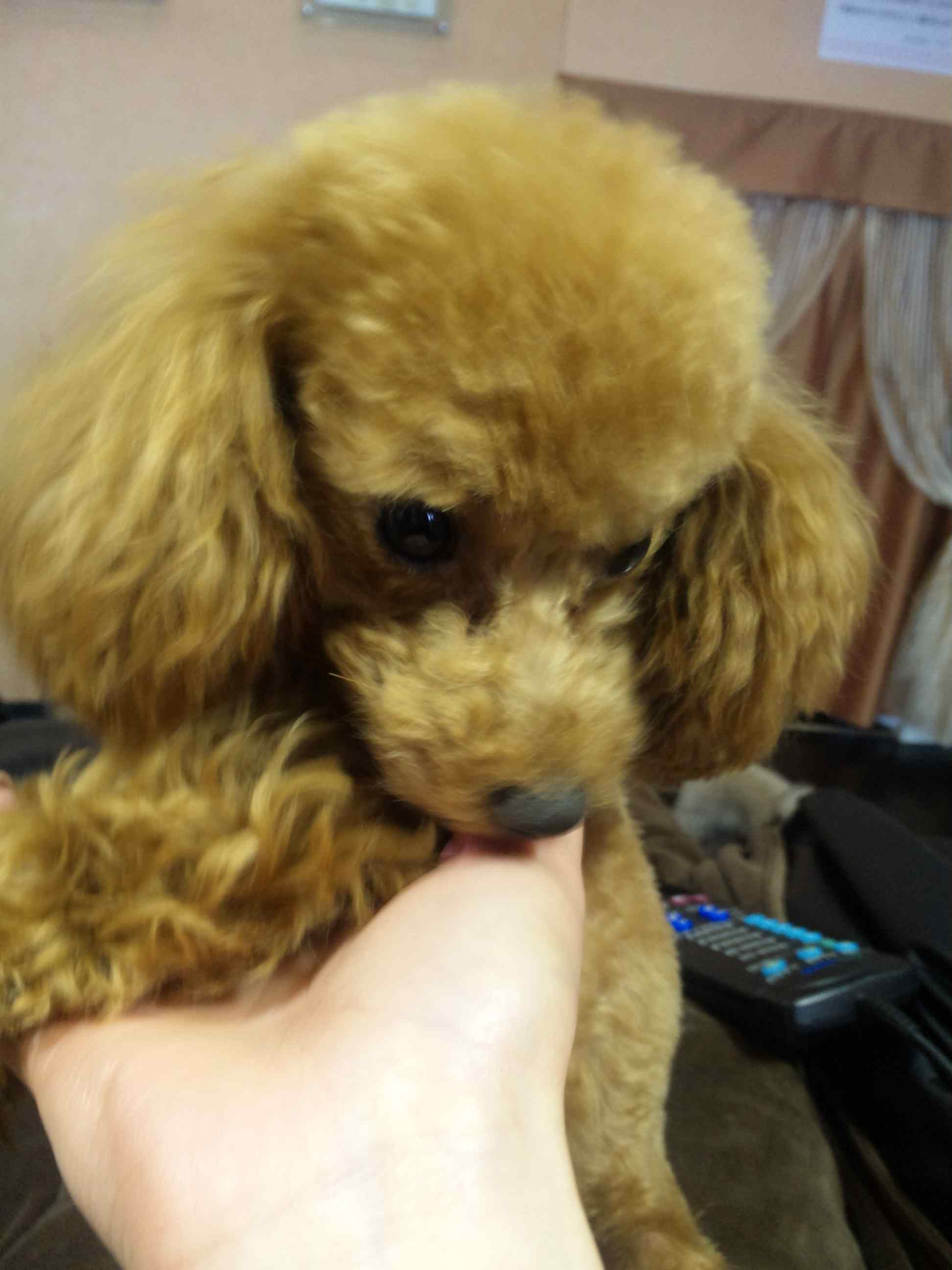 可愛すぎるッ！