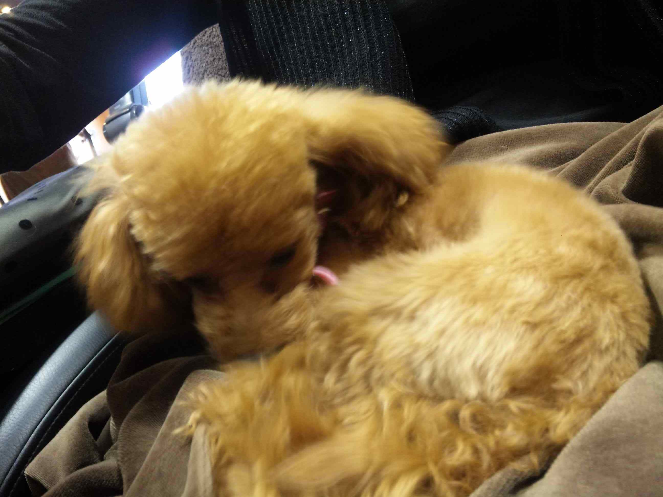 可愛すぎるッ！