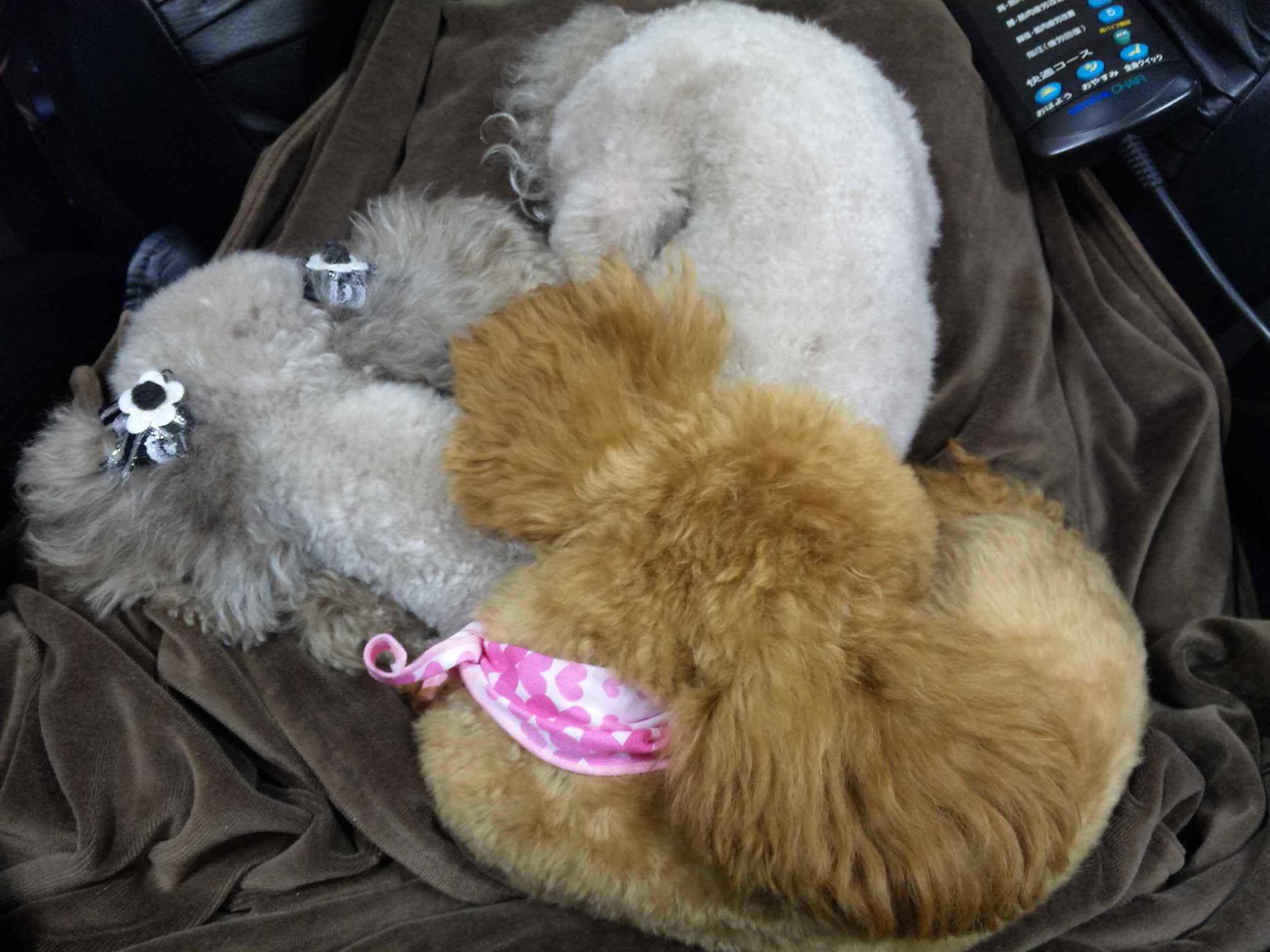 可愛すぎるッ！