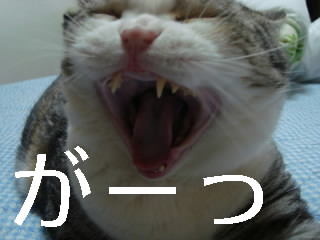 秋だ！運動会だ！輸入車ショウだっ！