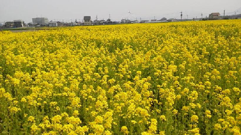 一日も早い復興を。