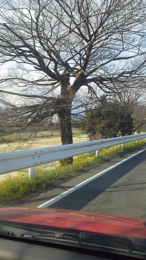 春ですね！