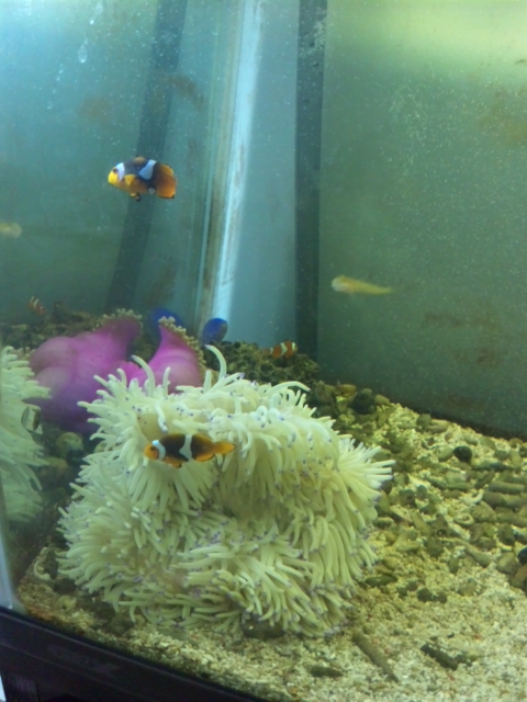 sakana!!!