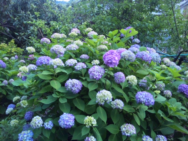 あじさい？紫陽花？アジサイ？