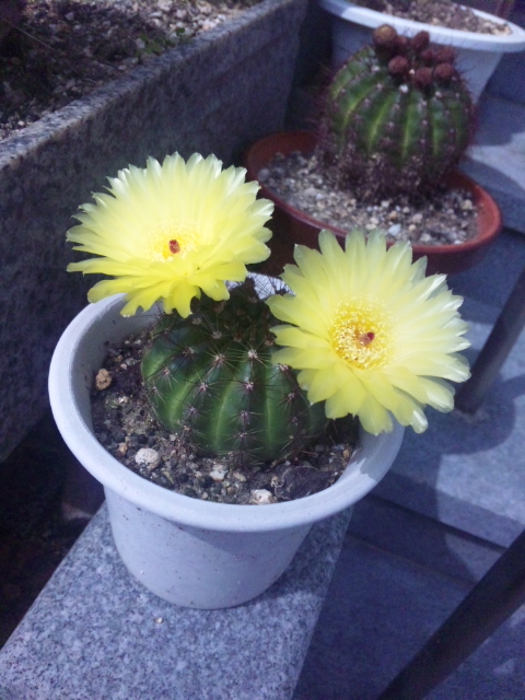 サボテンの花