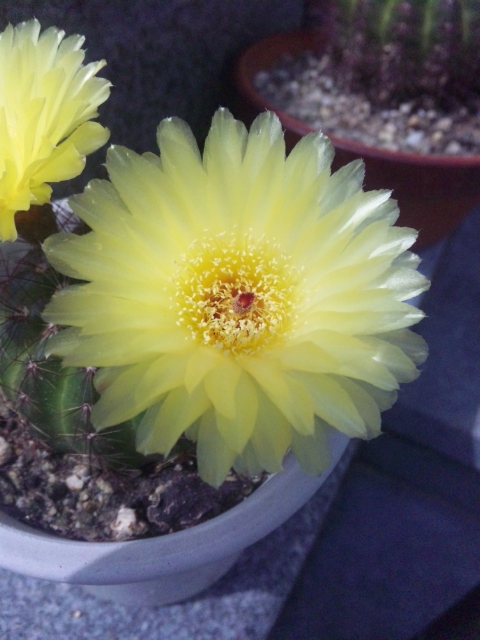 サボテンの花