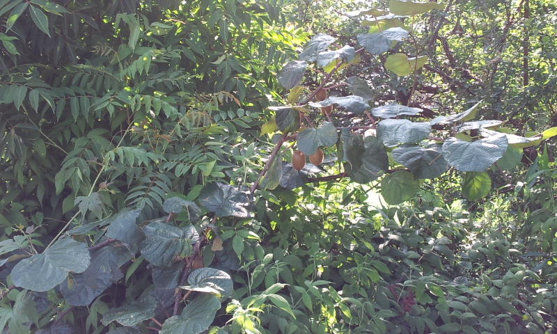 この木何の木？？