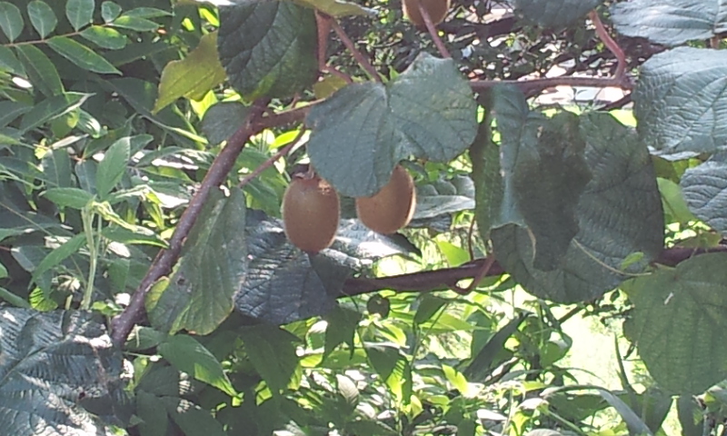 この木何の木？？