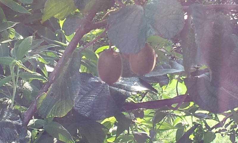 この木何の木？？