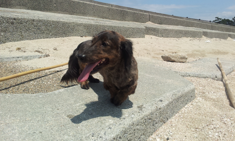 海with愛犬