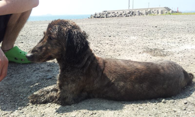 海with愛犬
