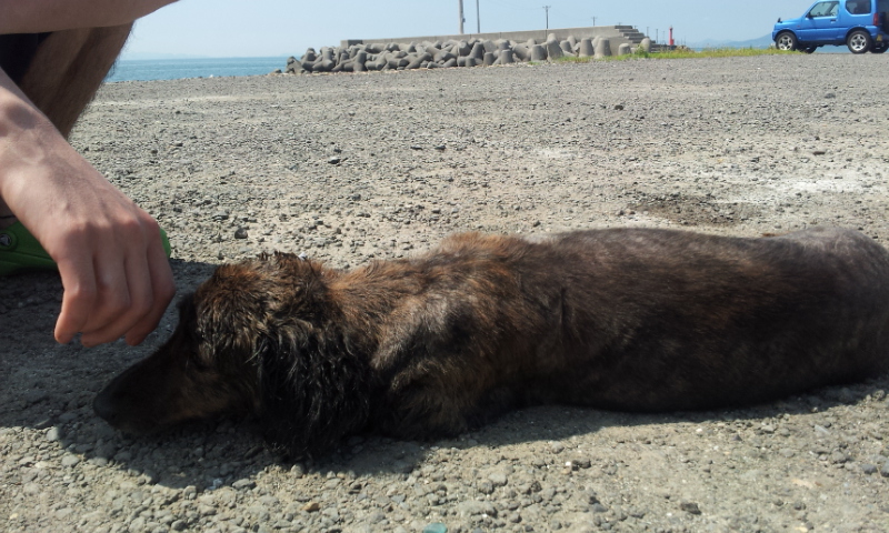 海with愛犬