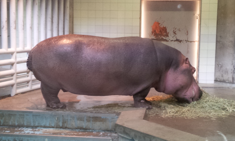 先日何１０年ぶりかで砥部動物園に行ってきました。