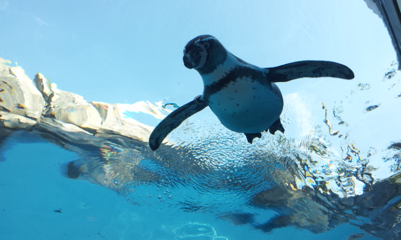 先日何１０年ぶりかで砥部動物園に行ってきました。