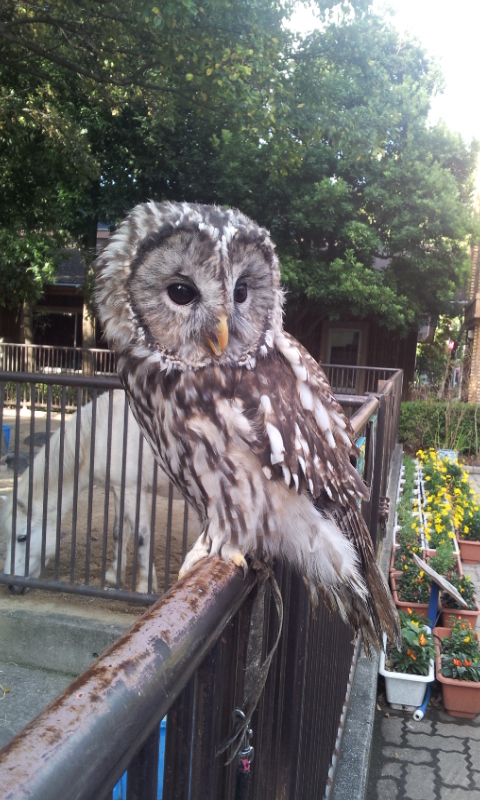先日何１０年ぶりかで砥部動物園に行ってきました。