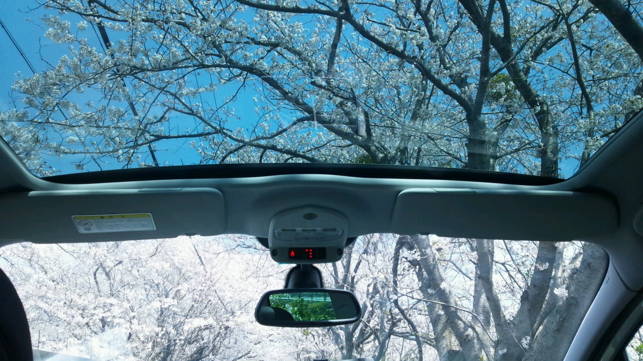 春といえば・・・