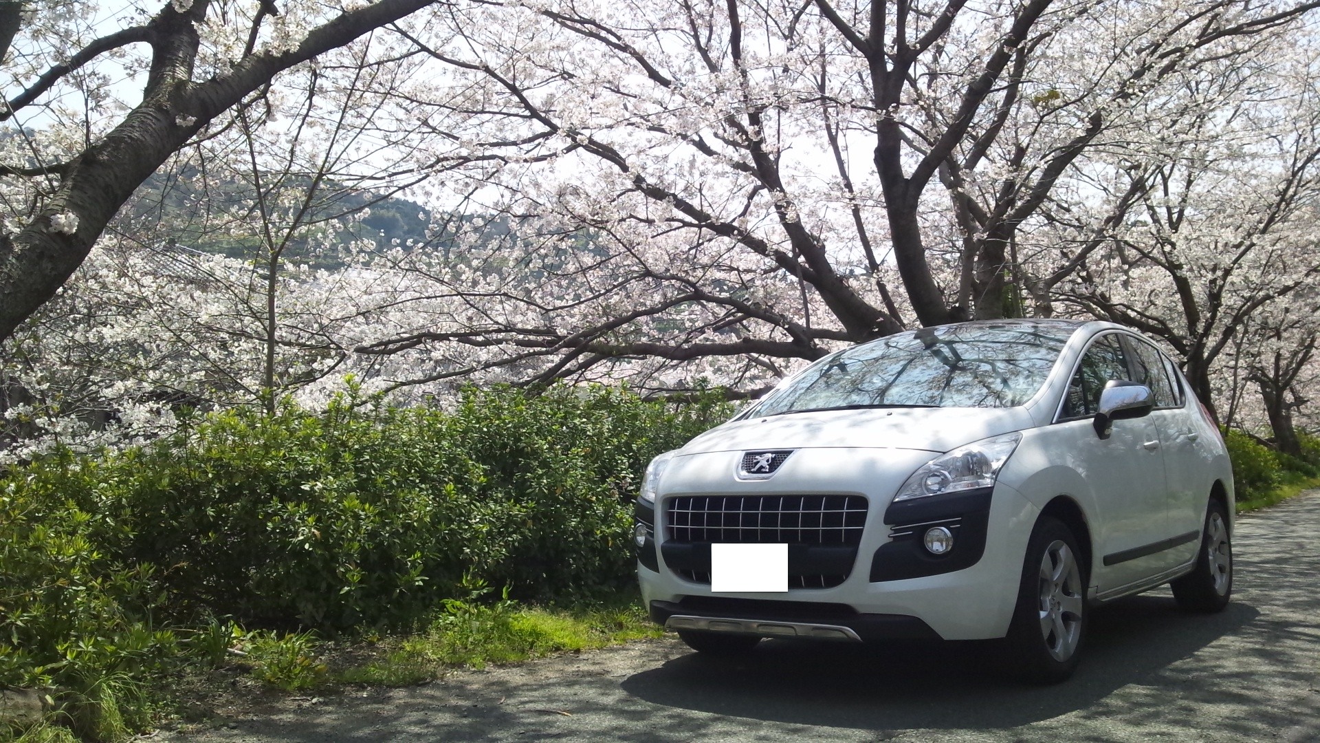 春といえば・・・