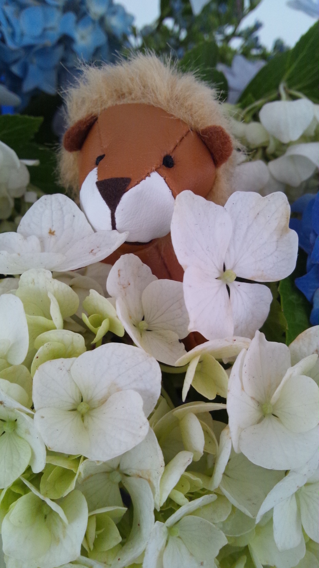今週のお花♪