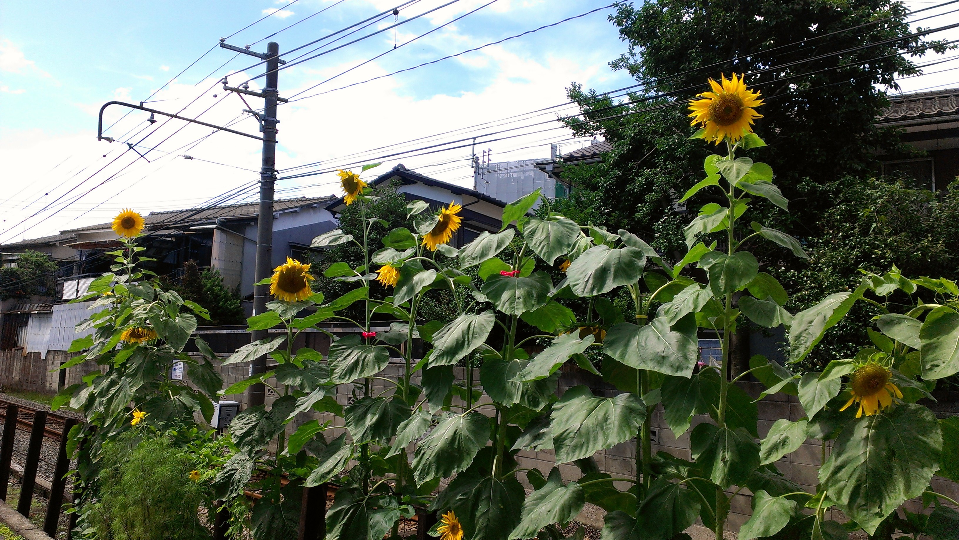 夏季休業のお知らせ
