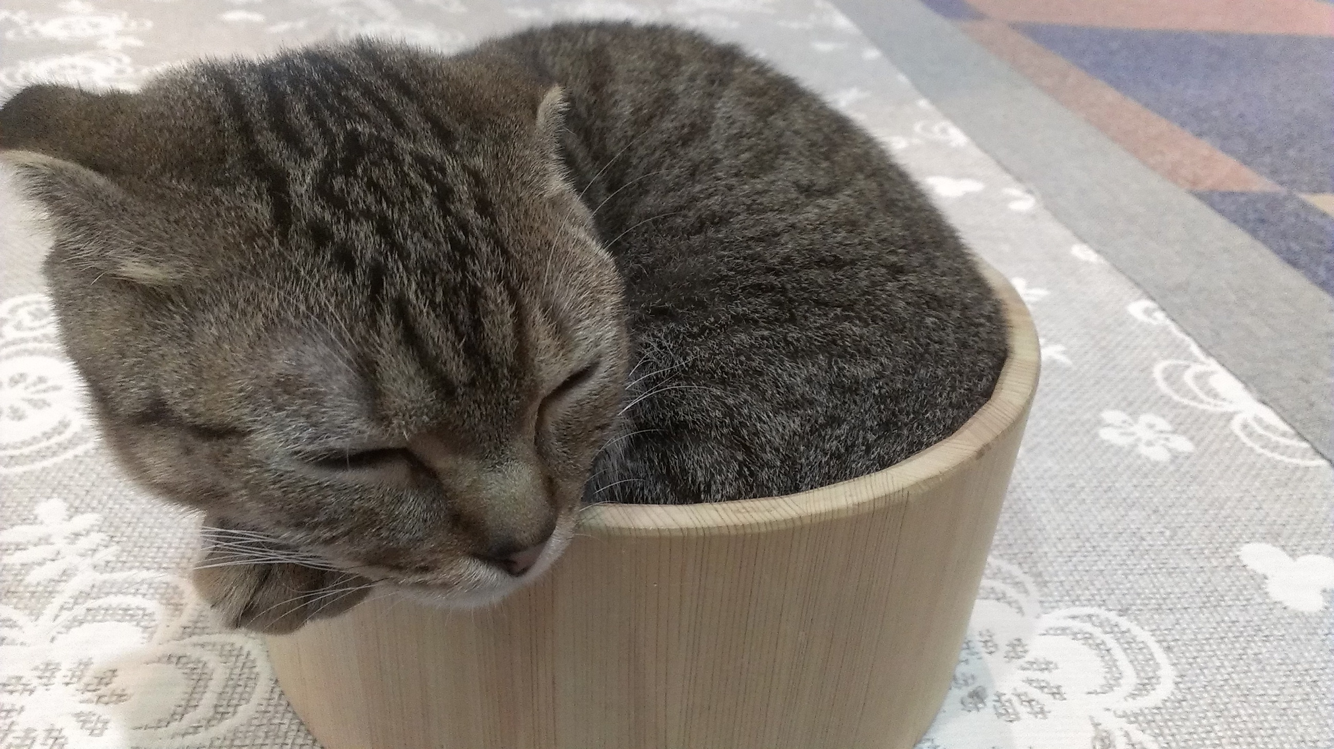 猫カフェ