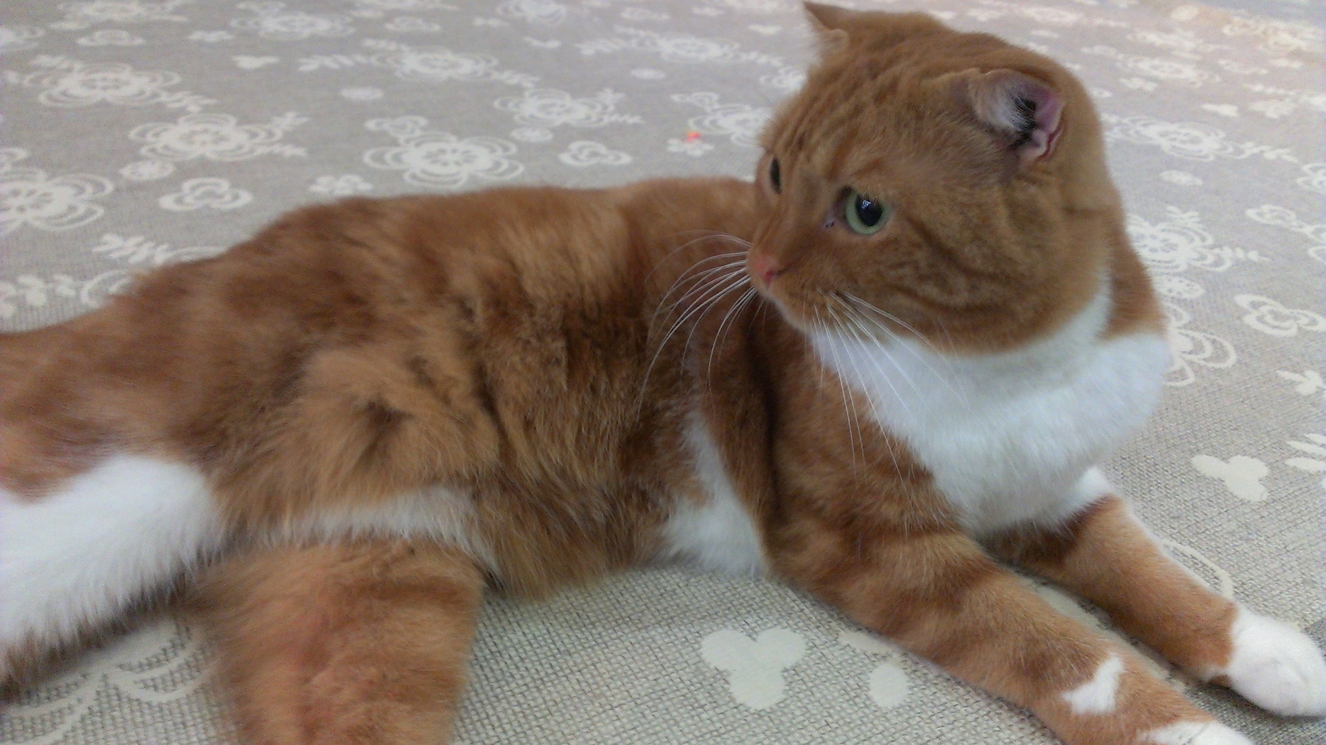 猫カフェ