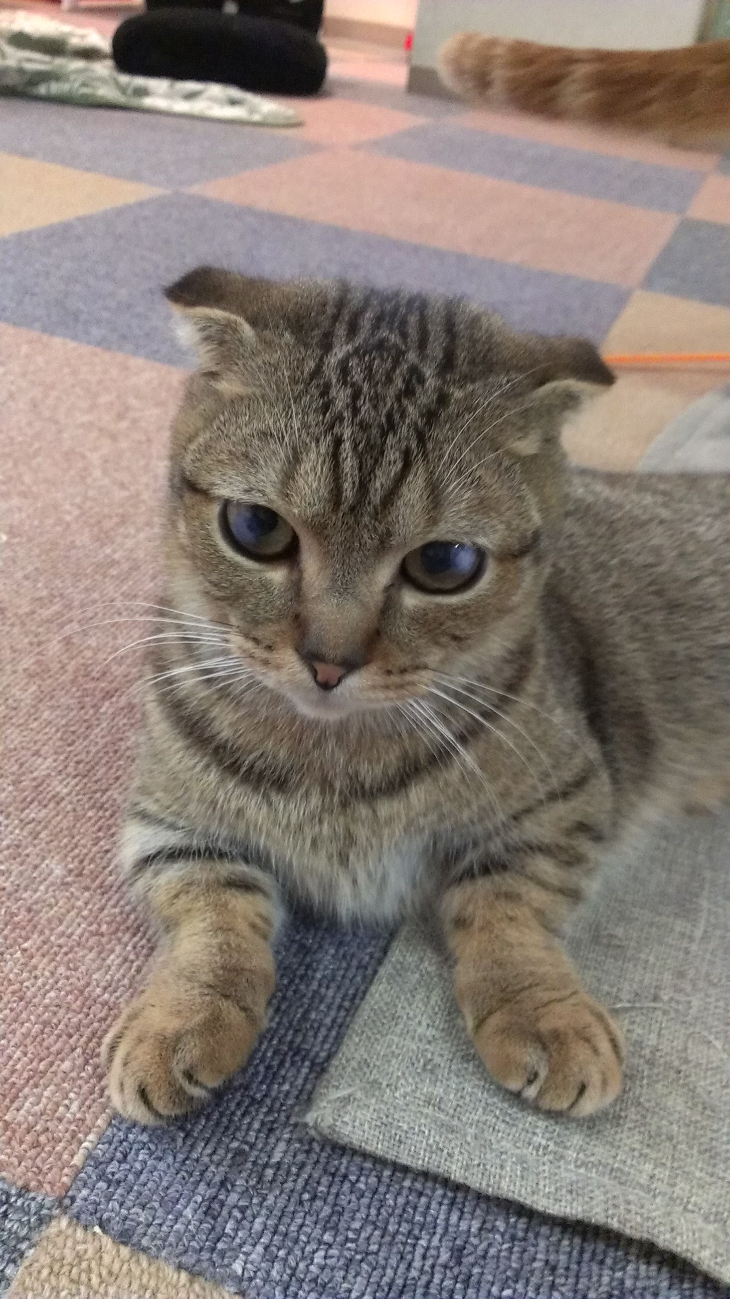 猫カフェ