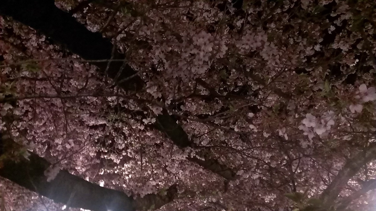 夜桜