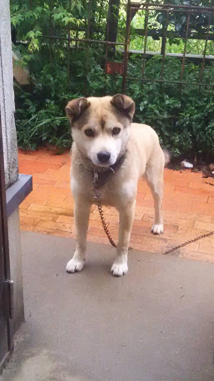我が家の愛犬