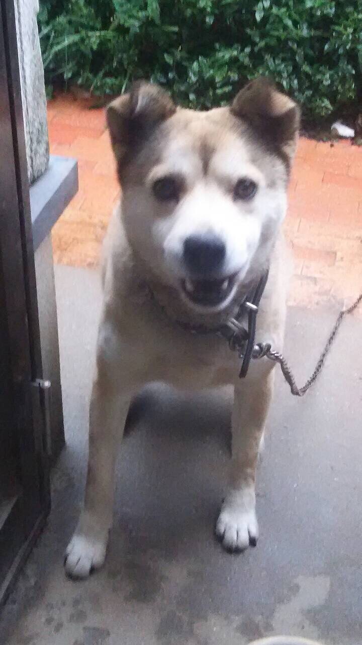 我が家の愛犬