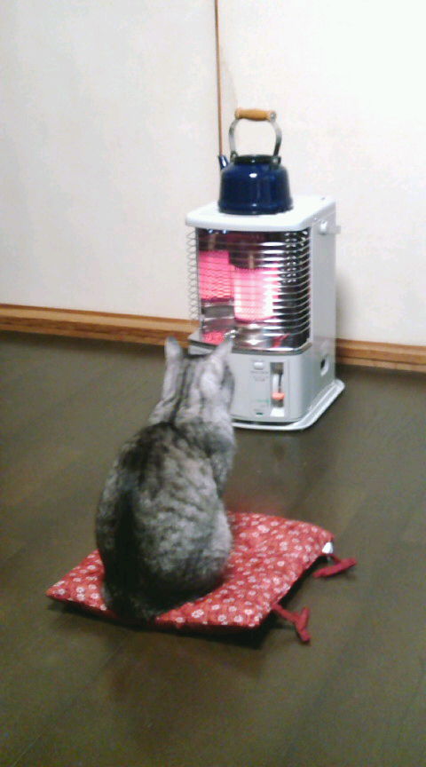 我が家の居候