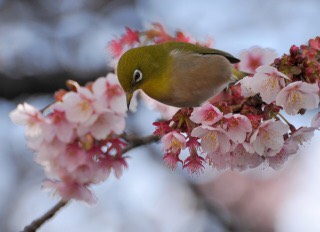 寒桜