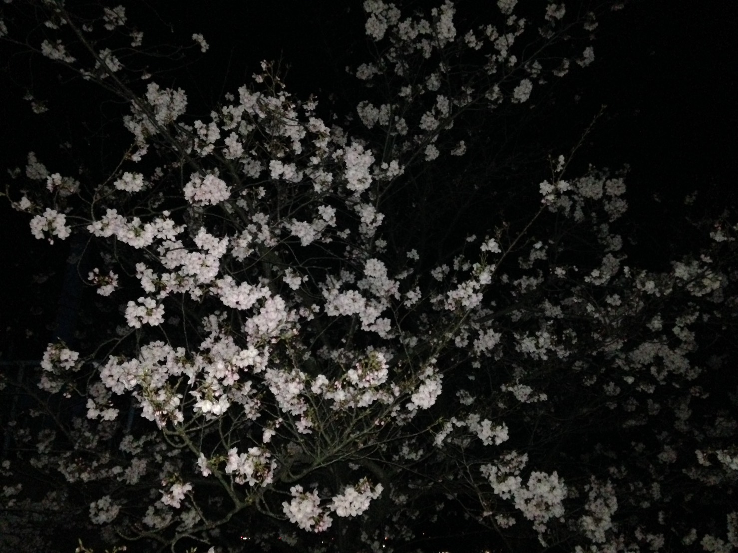 夜桜