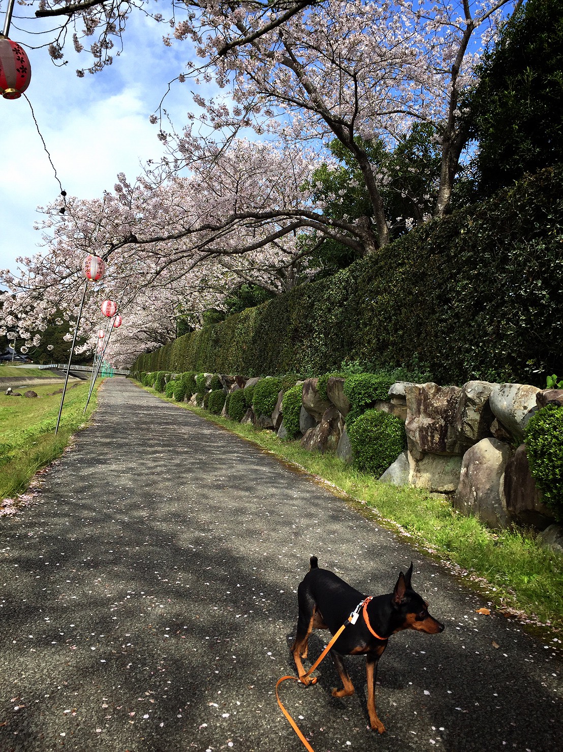 お花見