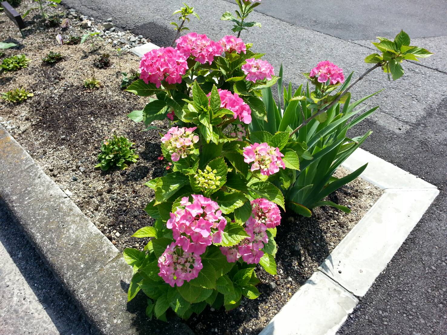 今日から6月です。