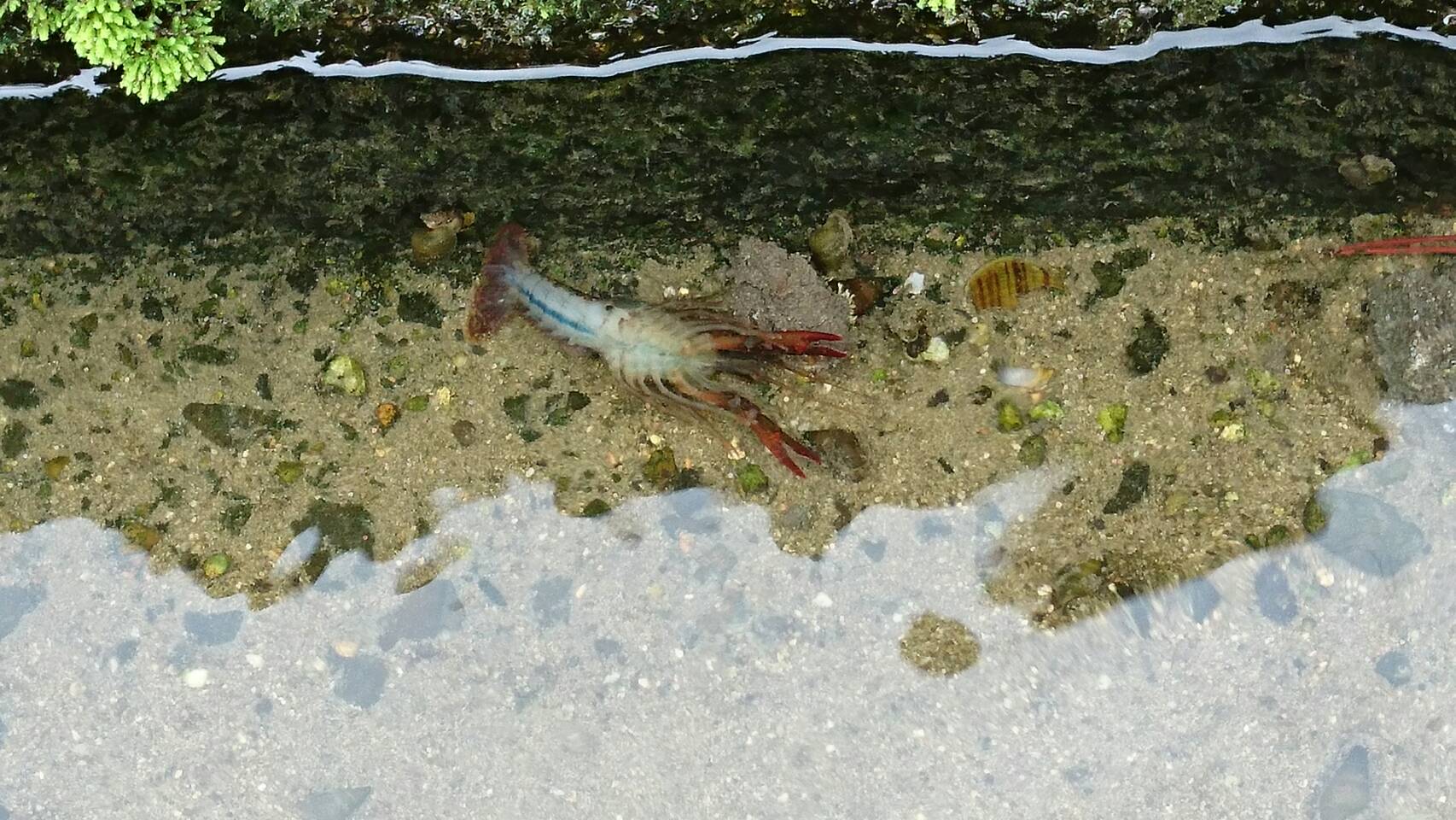 子供心