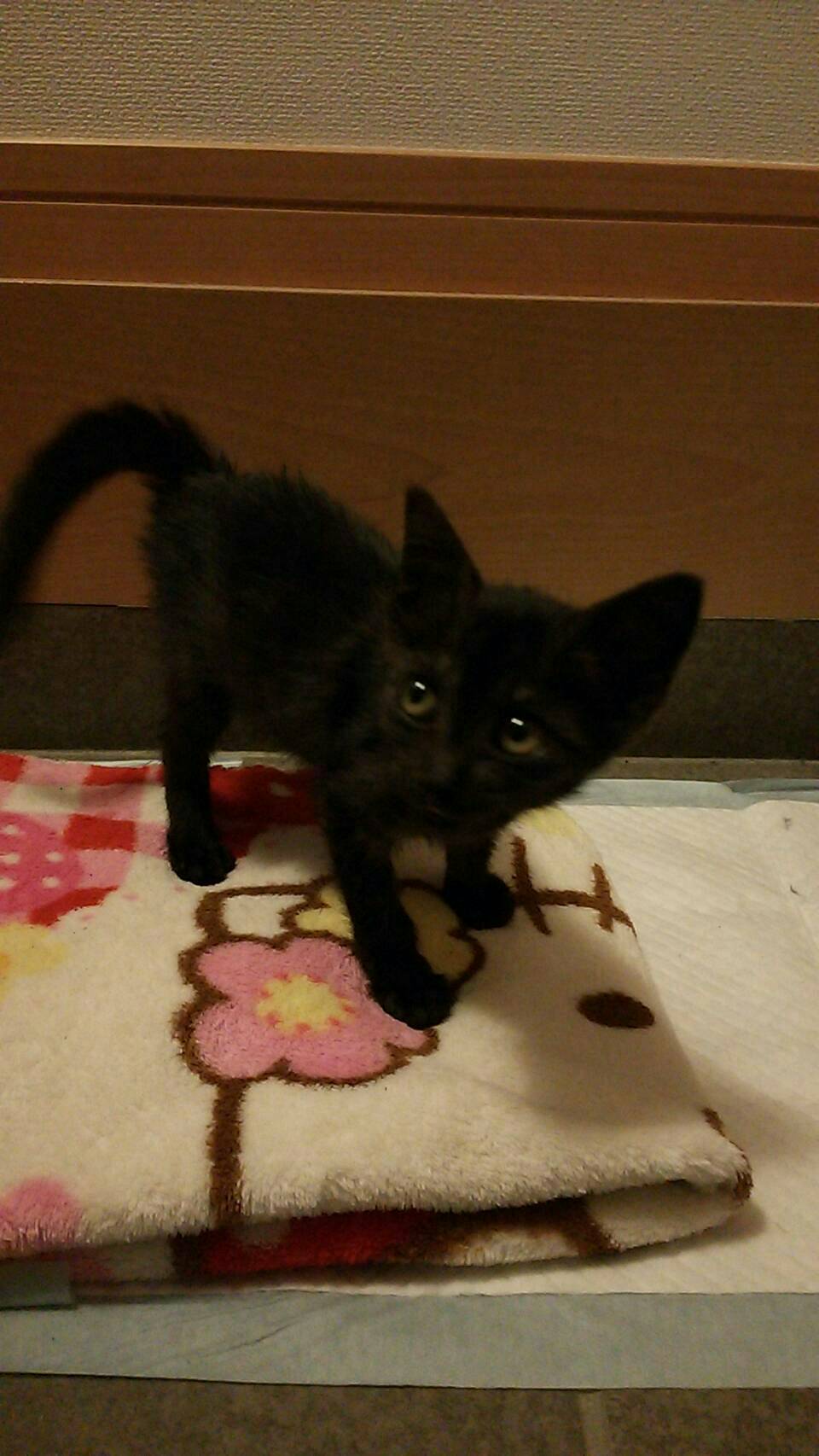 黒猫