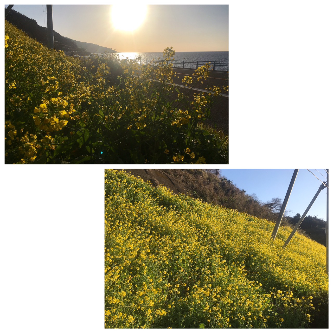 マカダミア♪