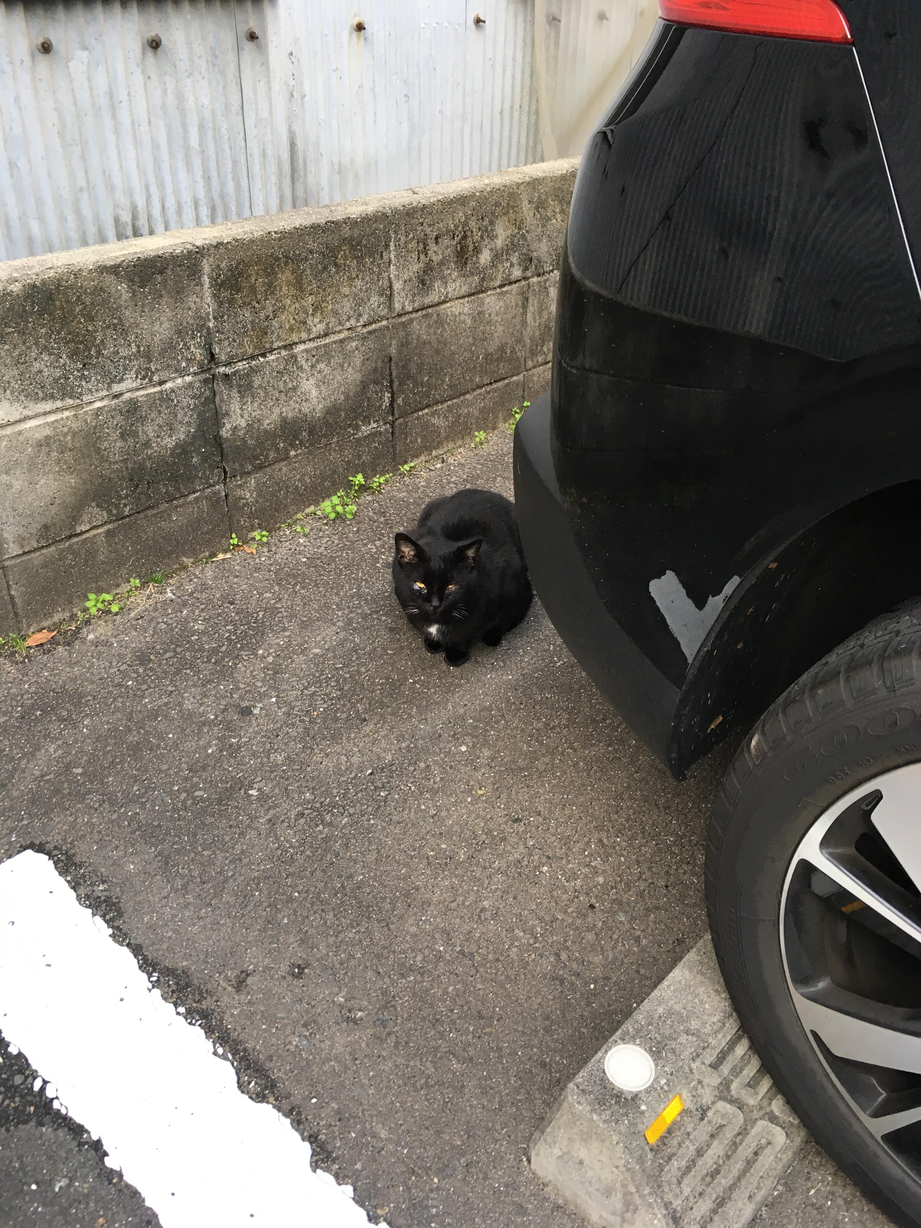 黒猫に黒猫