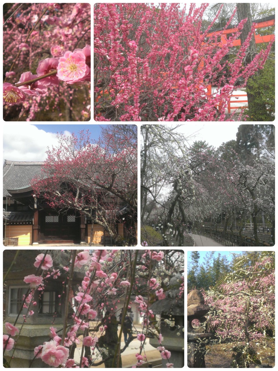 【春爛漫】