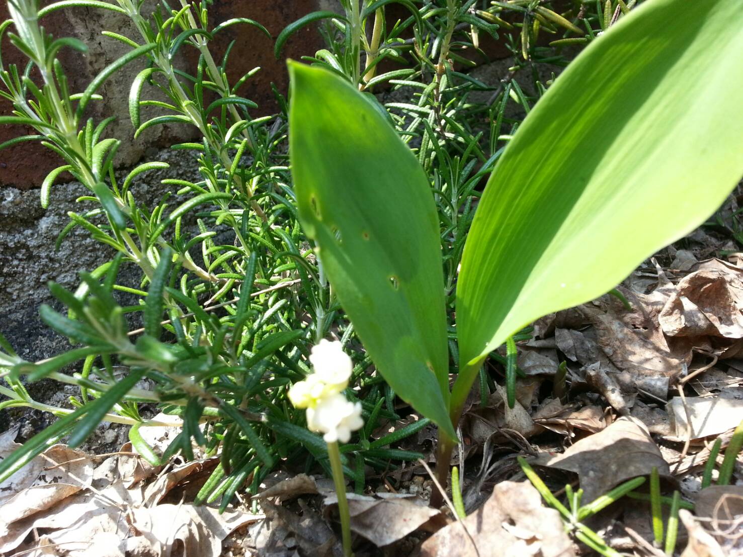 今日から5月ですね。