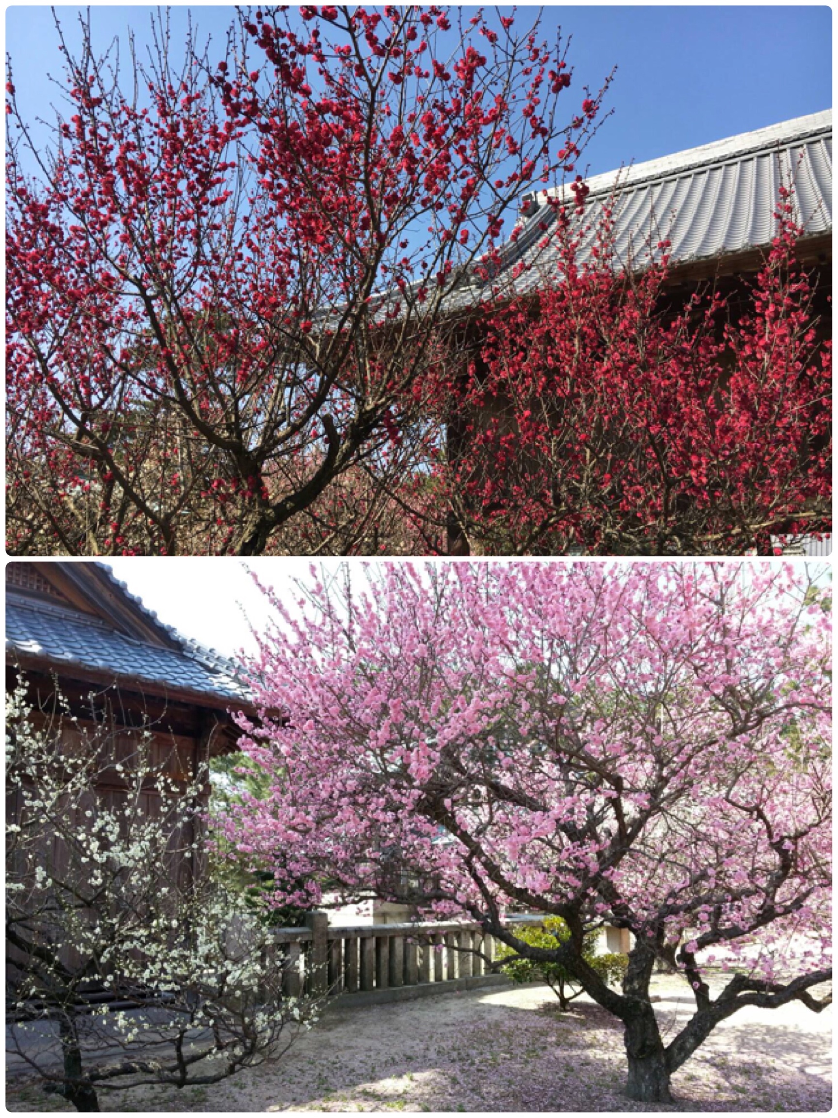梅花